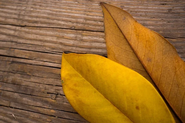 Folhas de outono em fundo de madeira — Fotografia de Stock