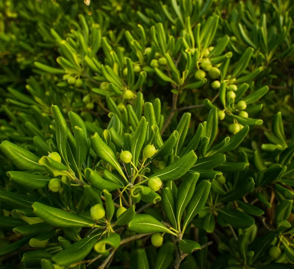 Di ewe ojol images libres de droit, photos de Di ewe ojol | Depositphotos