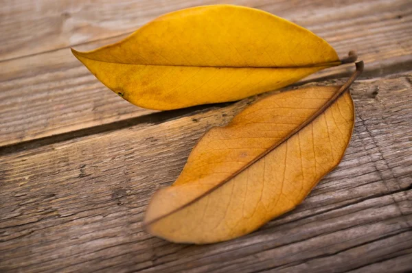 Hojas de otoño sobre fondo de madera —  Fotos de Stock