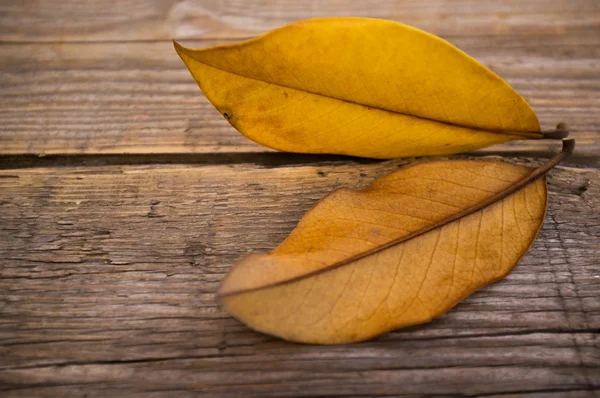 Φθινοπωρινά φύλλα σε ξύλινο φόντο — Φωτογραφία Αρχείου