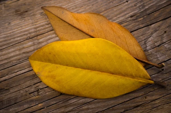 Autumn leaves on wooden background — Stock Photo, Image