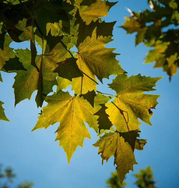 Feuilles gros plan contre le ciel bleu — Photo