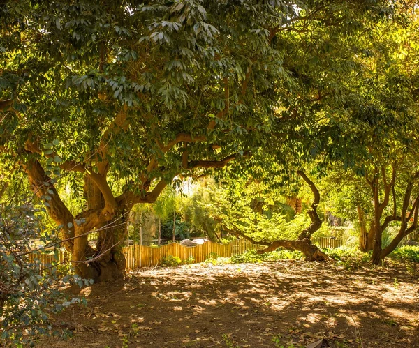 Árboles en el día soleado en el parque — Foto de Stock