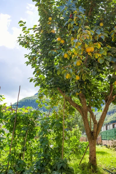 Krásný citron strom rostoucí venkovní — Stock fotografie