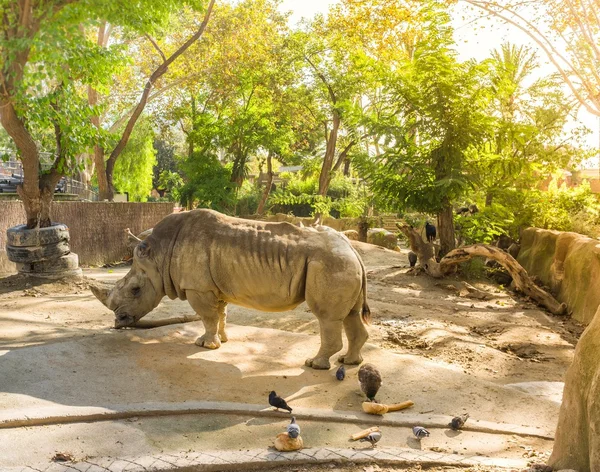 :Rhino in zoo on sunny day — Stock Photo, Image