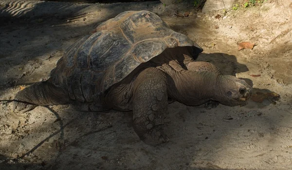 Tortuga grande y vieja sobre arena —  Fotos de Stock