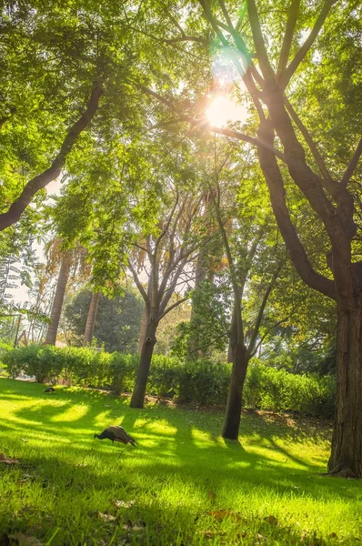 Pavone in parco nella giornata di sole — Foto Stock