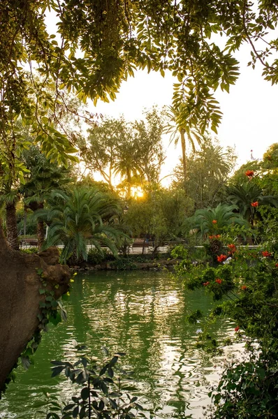 Sterlina esotica in parco al tramonto — Foto Stock