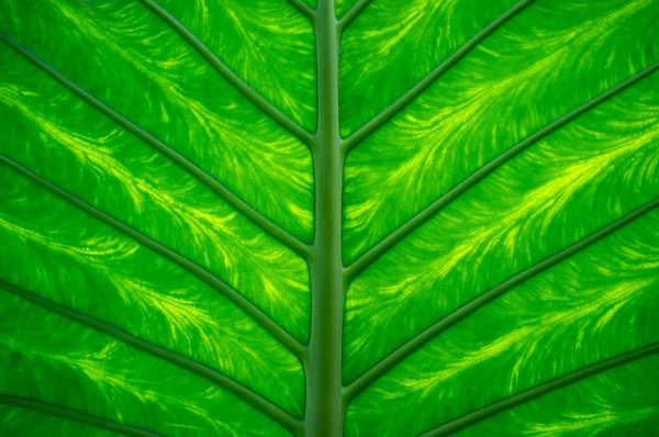 Gröna löv närbild — Stockfoto