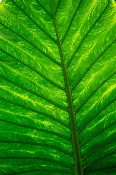 Folha verde close-up — Fotografia de Stock