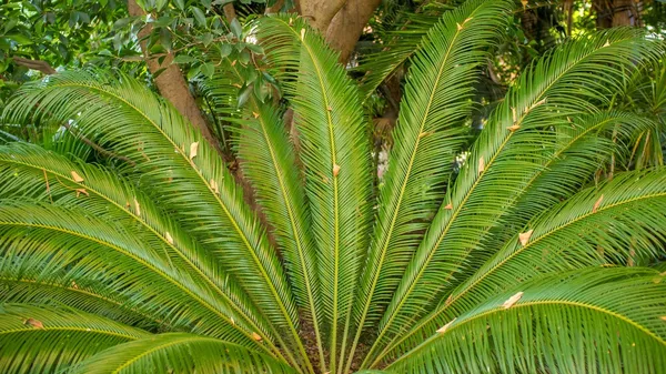 Palmera primer plano —  Fotos de Stock