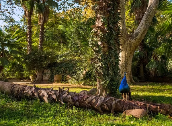Peacock in park on sunny day — Stock Photo, Image