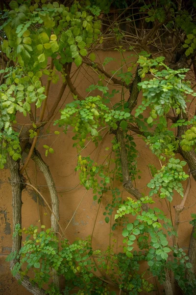 Folhas de hera crescem na parede — Fotografia de Stock