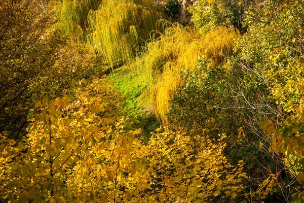 Renkli sonbahar ağaçlar Close-Up — Stok fotoğraf