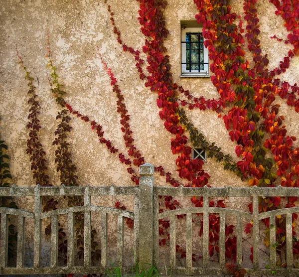 Lindas folhas vermelhas na parede da casa — Fotografia de Stock