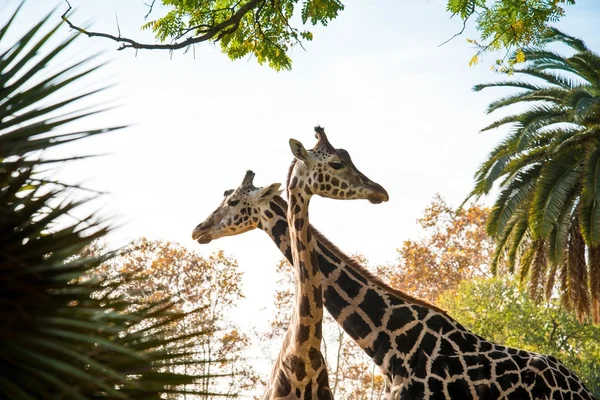 Dos hermosas jirafas — Foto de Stock