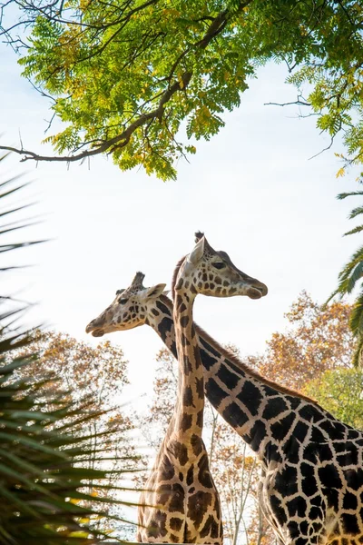 Zwei wunderschöne Giraffen — Stockfoto