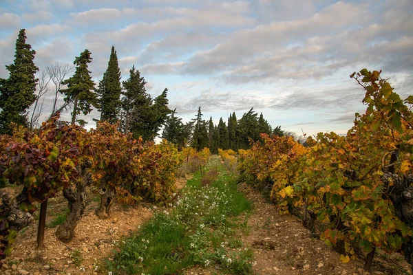 Hermosa vista del paisaje del viñedo — Foto de Stock