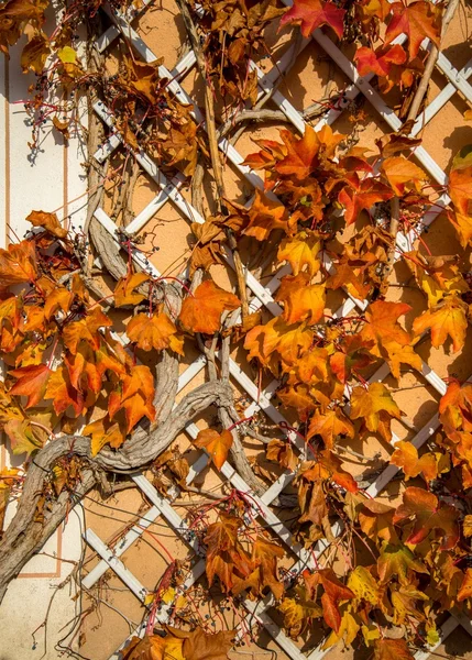 Belle foglie autunnali sulla parete della casa — Foto Stock