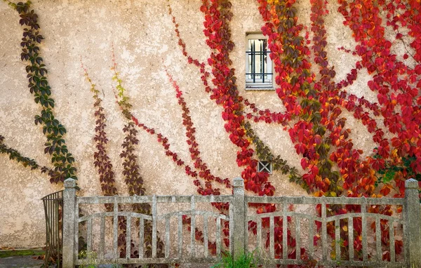 Krásné červené listy na zdi domu — Stock fotografie