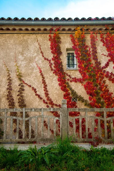 Όμορφα κόκκινα φύλλα στον τοίχο του σπιτιού — Φωτογραφία Αρχείου