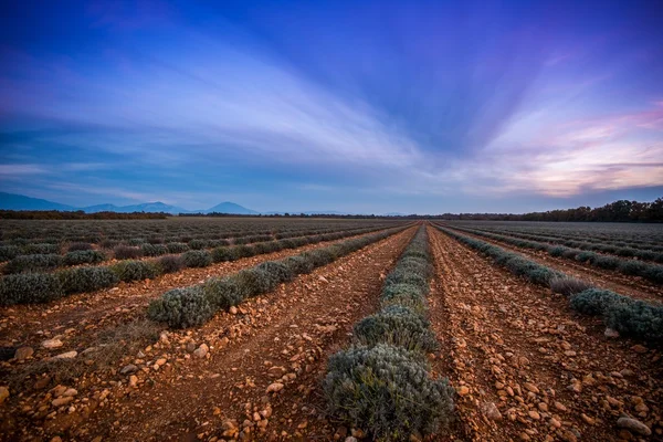 Mooie hemel over herfst Lavendel veld — Stockfoto