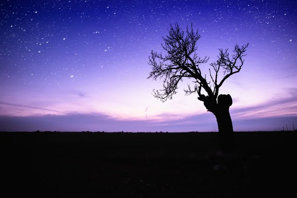 Starry sky over lonely tree silhouette — Stock Photo, Image