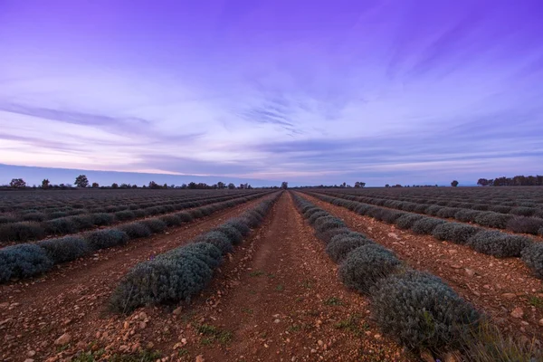 Schöner Himmel über herbstlichem Lavendelfeld — Stockfoto