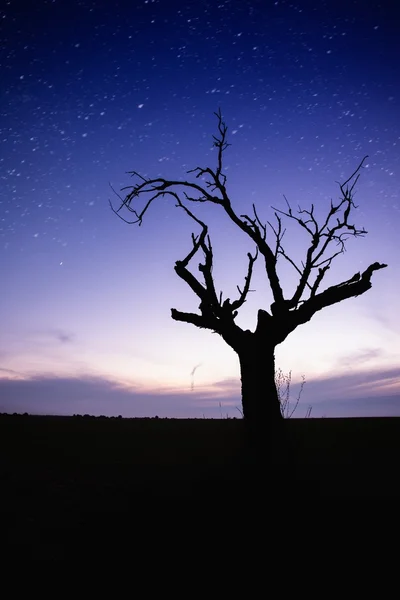 Зоряне небо над самотнім силуетом дерева — стокове фото