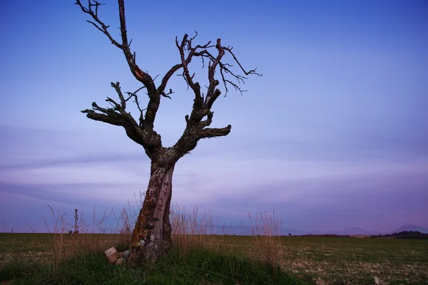 Einsamer Baum im Feld getrocknet — Stockfoto