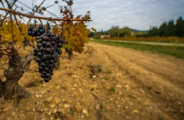 Uva oscura contra vista al viñedo — Foto de Stock