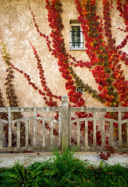 Beautiful red leaves on house wall — Stock Photo, Image