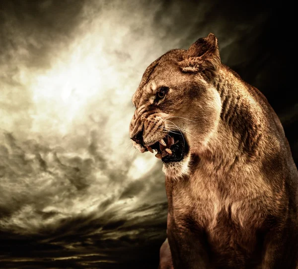 Ревущая львица против бушующего неба — стоковое фото
