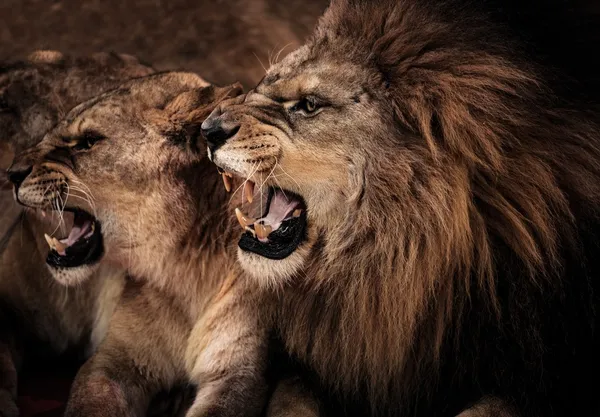 Gros plan du lion rugissant et de la lionne — Photo