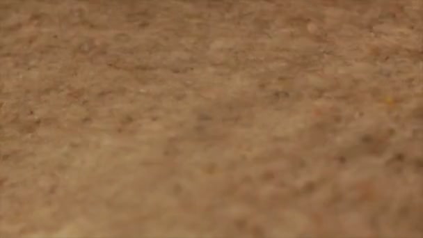 Окаменелости под песком — стоковое видео