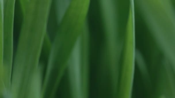 Рос на зеленой траве крупным планом — стоковое видео