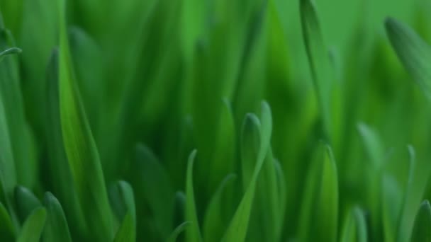 Green grass close-up — Stock Video