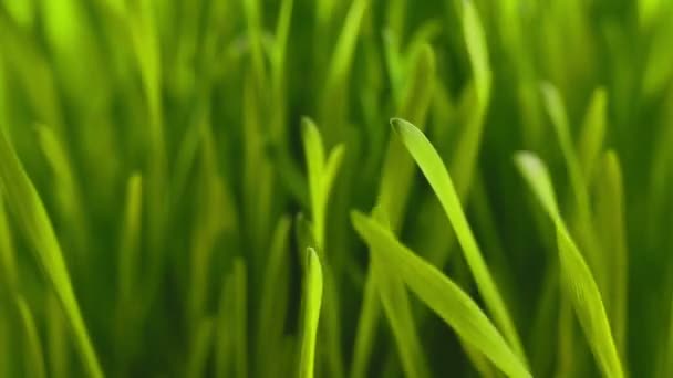 Green grass flapping in the wind — Stock Video