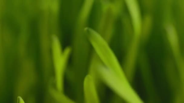 Zelené trávě vlály ve větru — Stock video