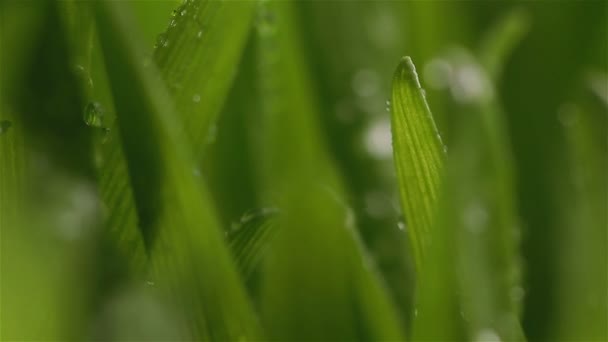 Δροσιά σε ένα κοντινό πλάνο πράσινο γρασίδι — Αρχείο Βίντεο