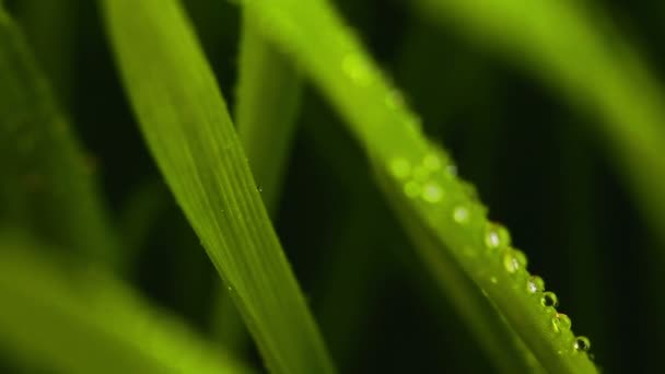 緑の芝生のクローズ アップの上の露します。 — ストック動画