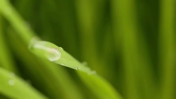 Orvalho em uma grama verde close-up — Vídeo de Stock