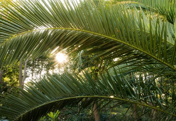 Grandi foglie di palma — Foto Stock