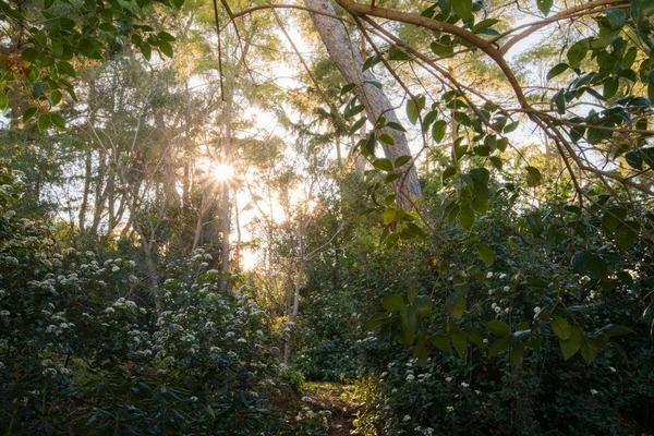 Zonnige dag in een prachtig bos — Stockfoto