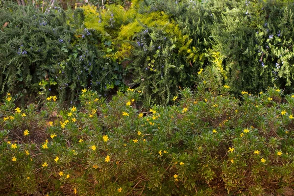 Различные цветы и растения — стоковое фото