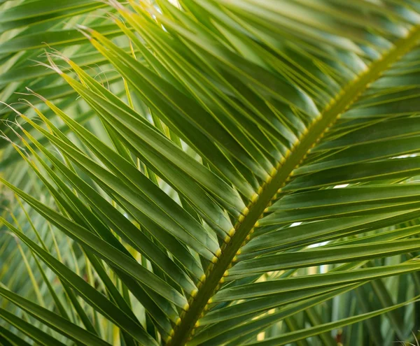 Närbild på färska gröna palmblad träd — Stockfoto