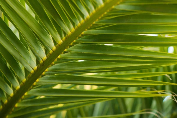 Vista de cerca de la hoja de palmera verde fresca — Foto de Stock