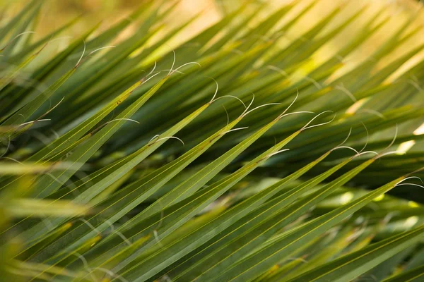 Vergrote weergave van vers groen palmtak boom — Stockfoto