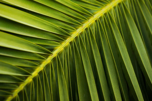 Close-up vista de folha de palmeira verde fresco — Fotografia de Stock