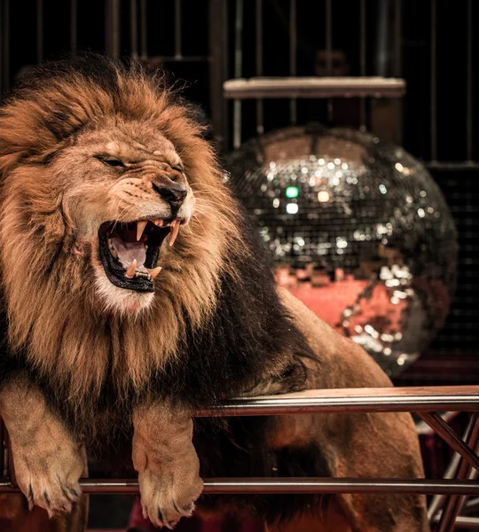 华丽咆哮的狮子 — 图库照片